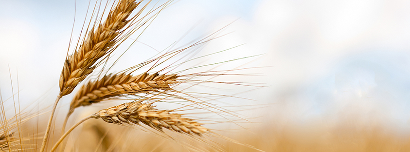 Wheat-and-barley-pregnancy-test.jpg